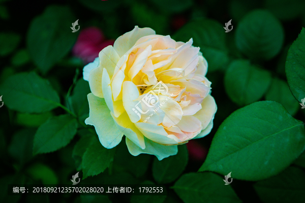 月季玫瑰鲜花