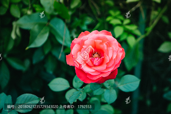月季玫瑰鲜花