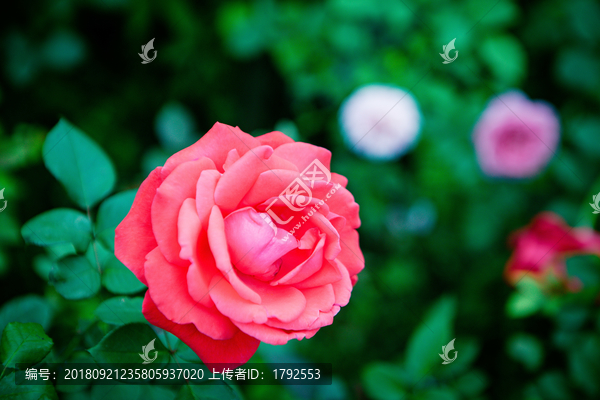 月季玫瑰鲜花