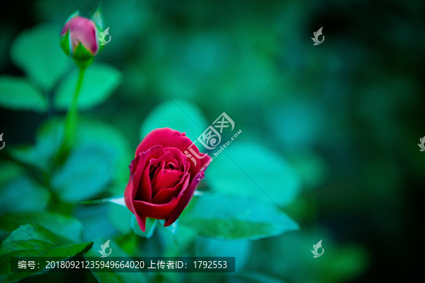 玫瑰月季花朵鲜花