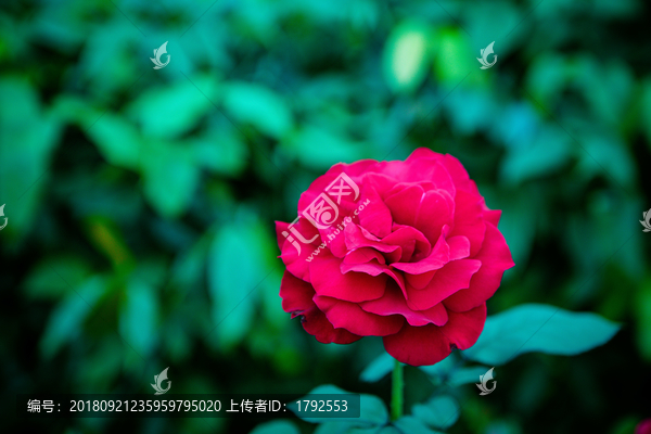 玫瑰月季花朵鲜花