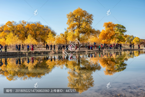 额济纳旗胡杨树