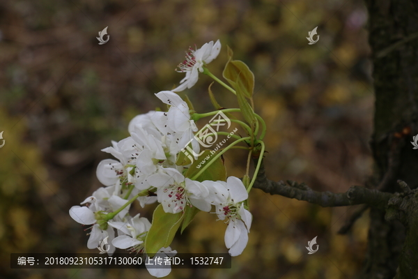 梨花特写高清摄影图