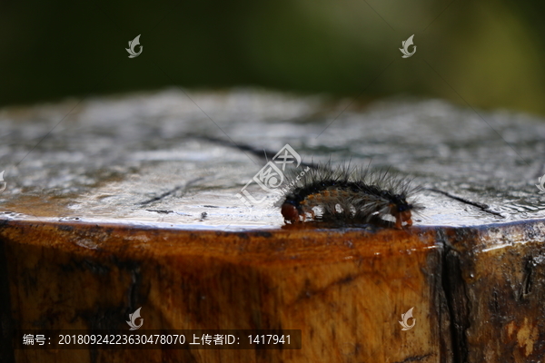 毛毛虫