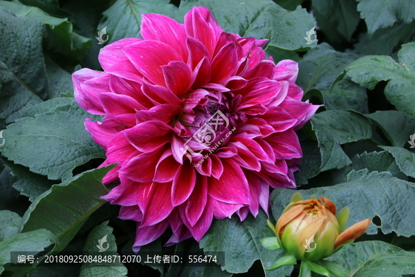 大丽花