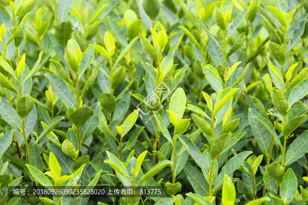 绿茶嫩叶