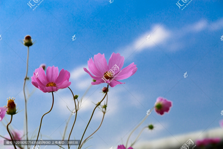 清澈的粉红色野花