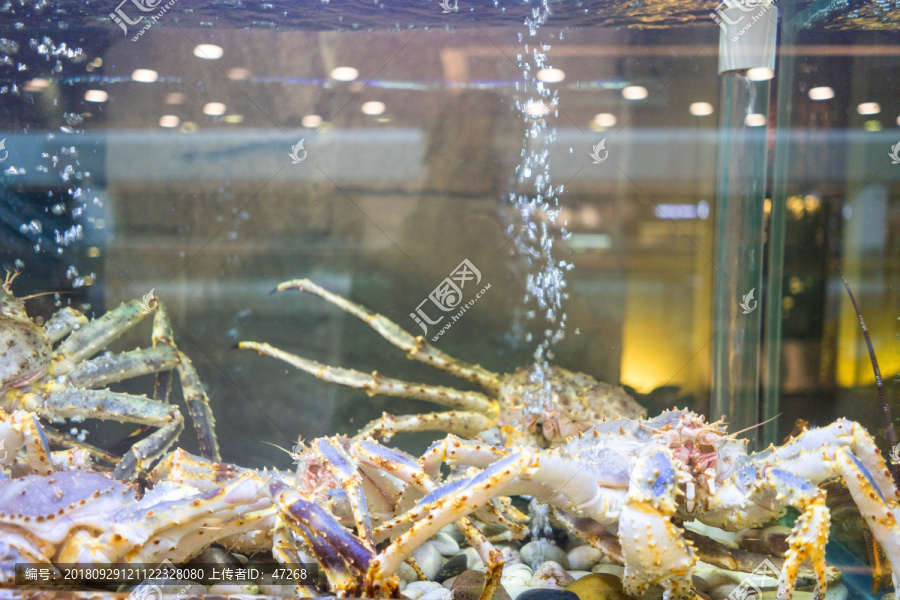 帝王蟹,海蟹,海鲜