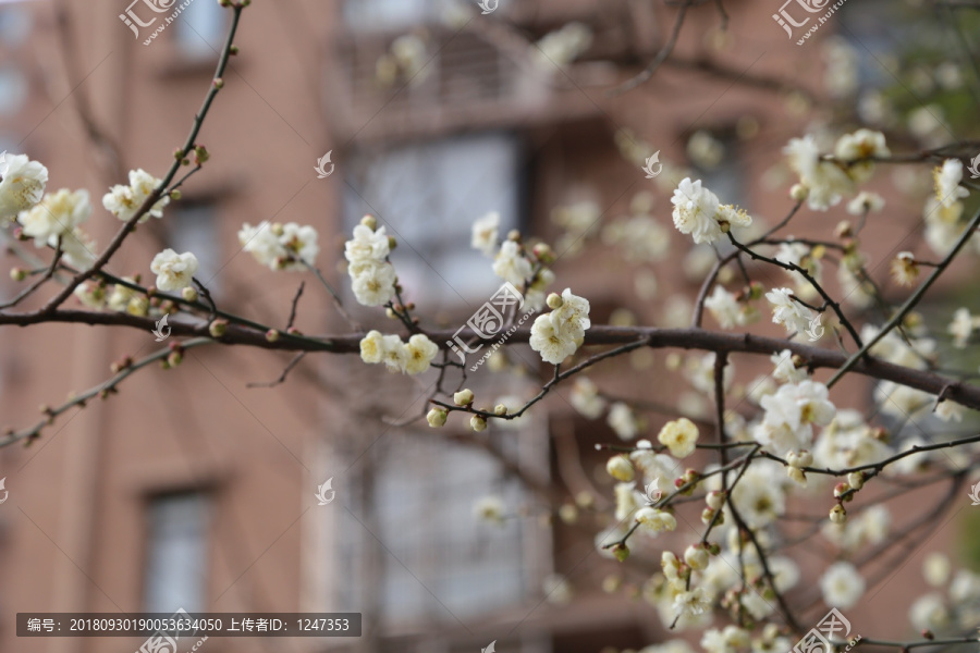 梅花