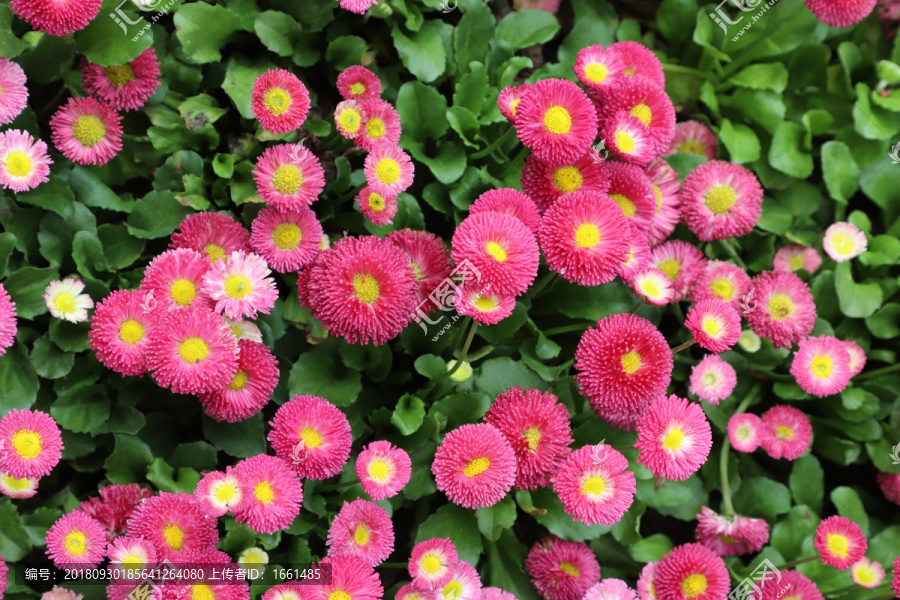 雏菊