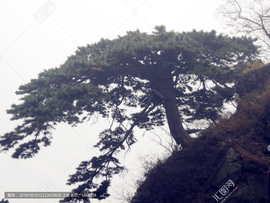 泰山迎客松