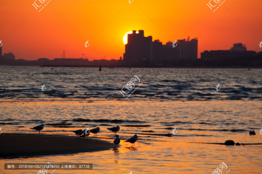 落日海鸥