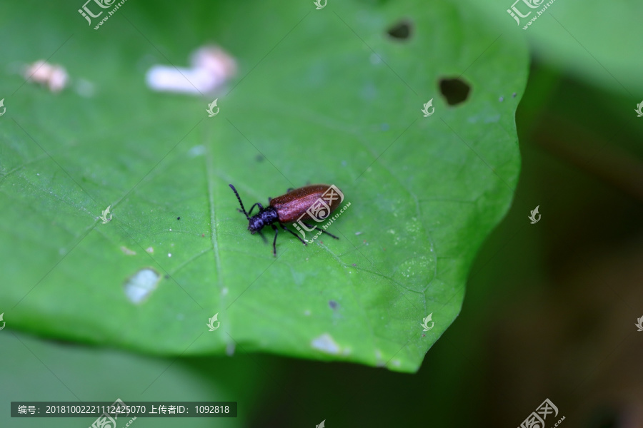 红色小甲虫