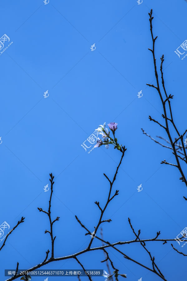 枯枝花朵