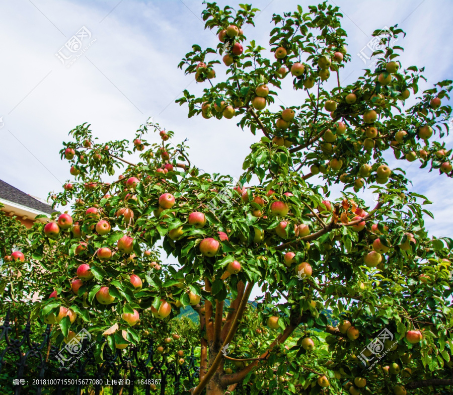 果树树枝上结满的苹果