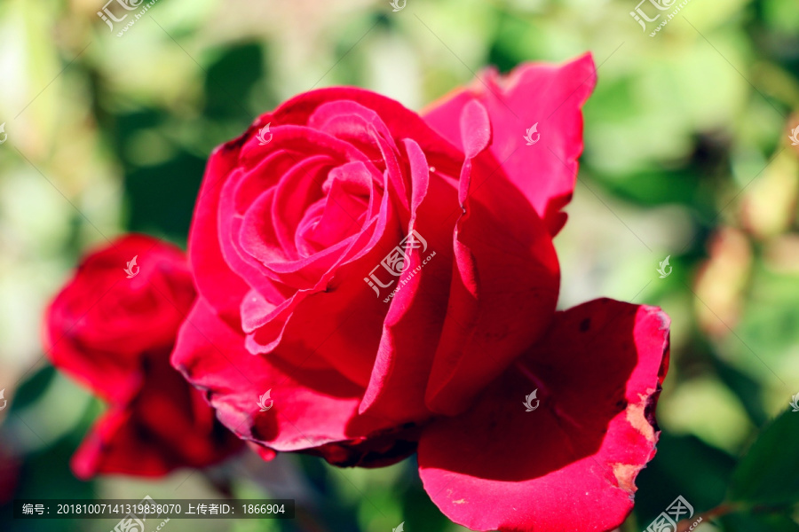 美丽和爱情的化身玫瑰