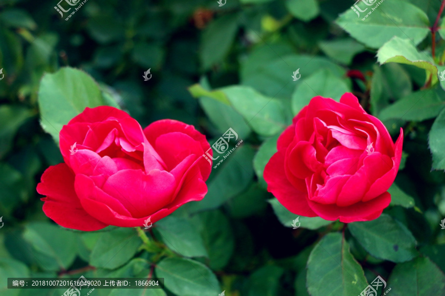 红色高贵夫人玫瑰