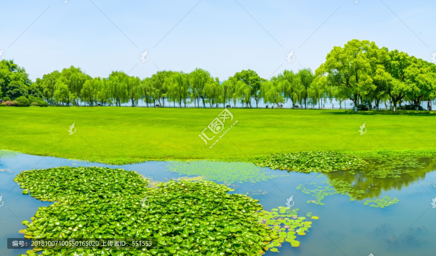 草坪树林