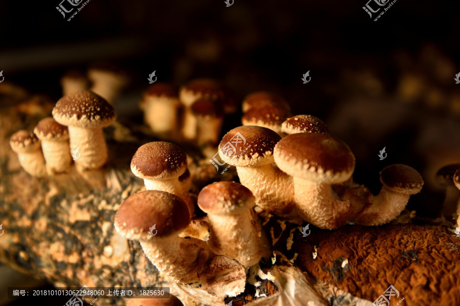 蘑菇种植