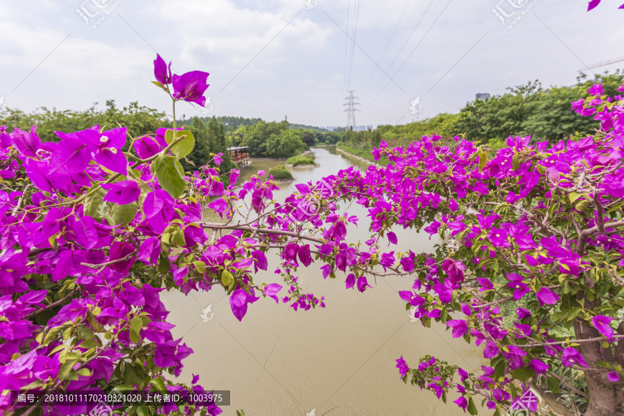 湿地公园素材