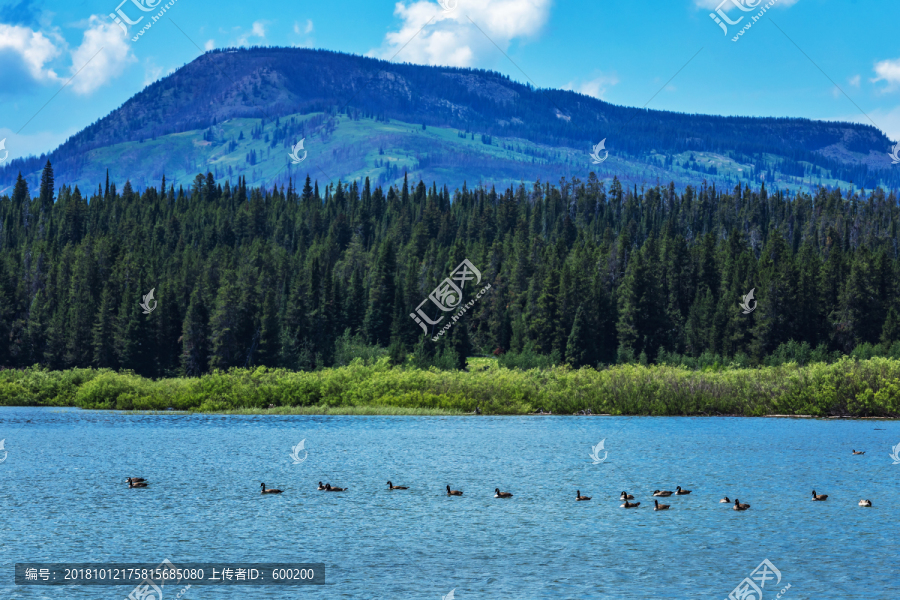 美国大提顿国家公园湖中野鸭