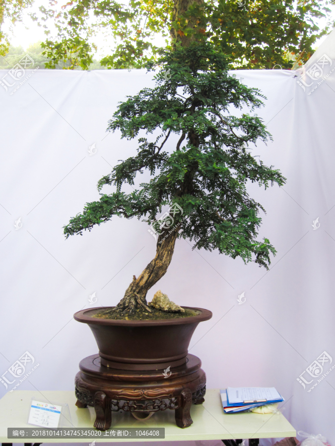 盆景盆栽
