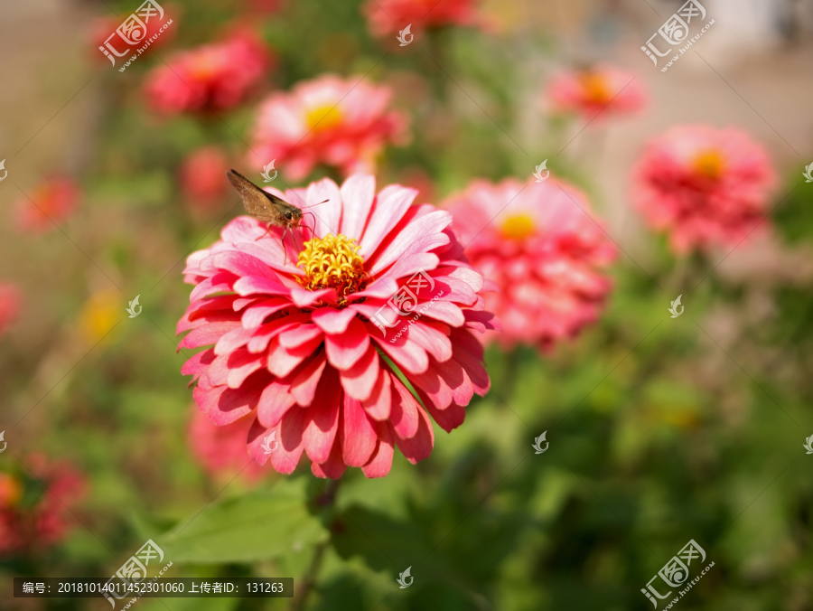 中华谷弄蝶和粉红色百日菊