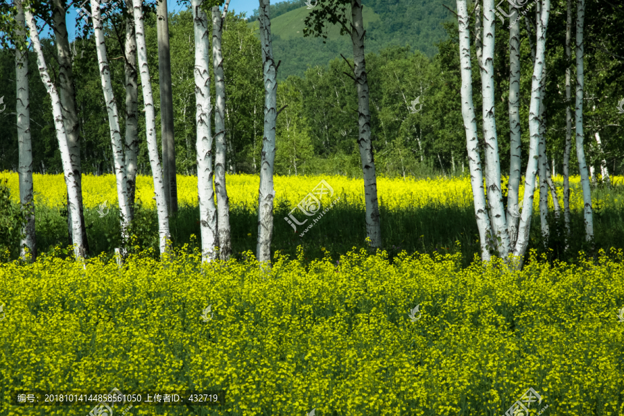 白桦树油菜花田