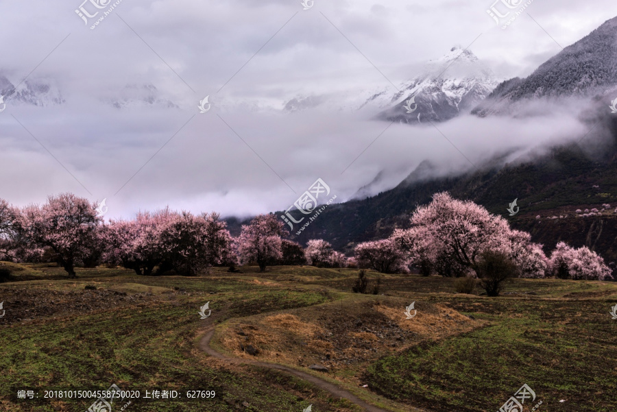 林芝桃花