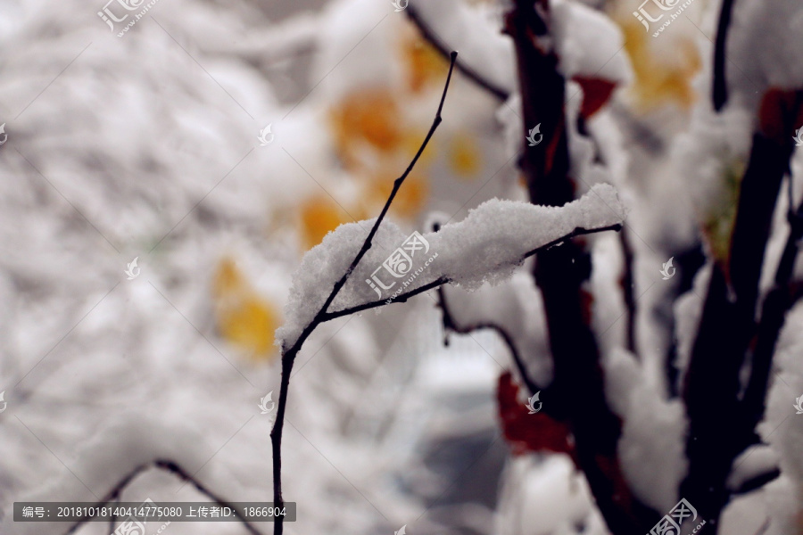 大雪后的雪柳