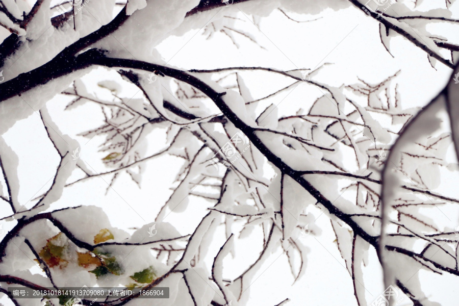 雪挂树枝不低头