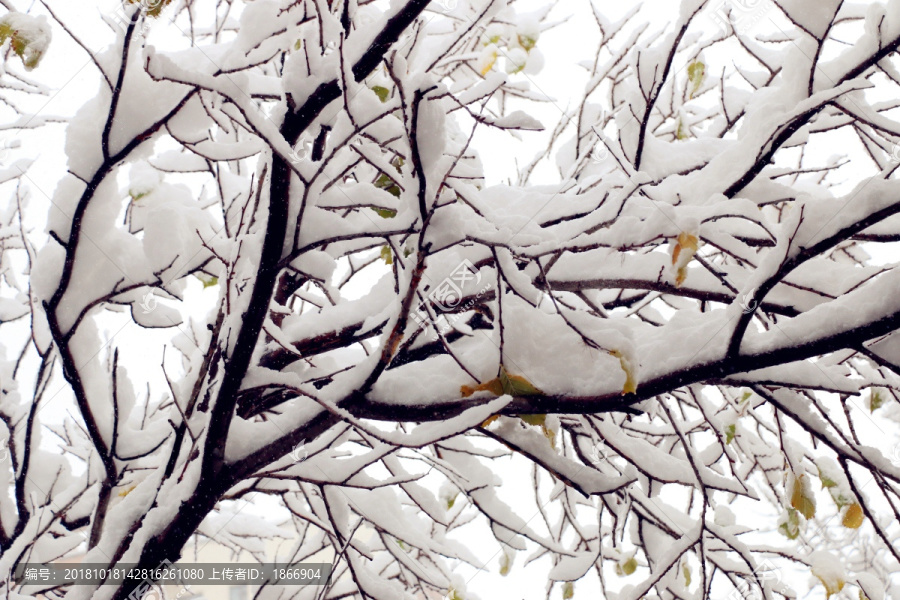 大雪后的雪柳