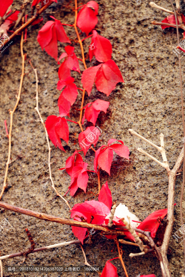 风雪中残败的红叶
