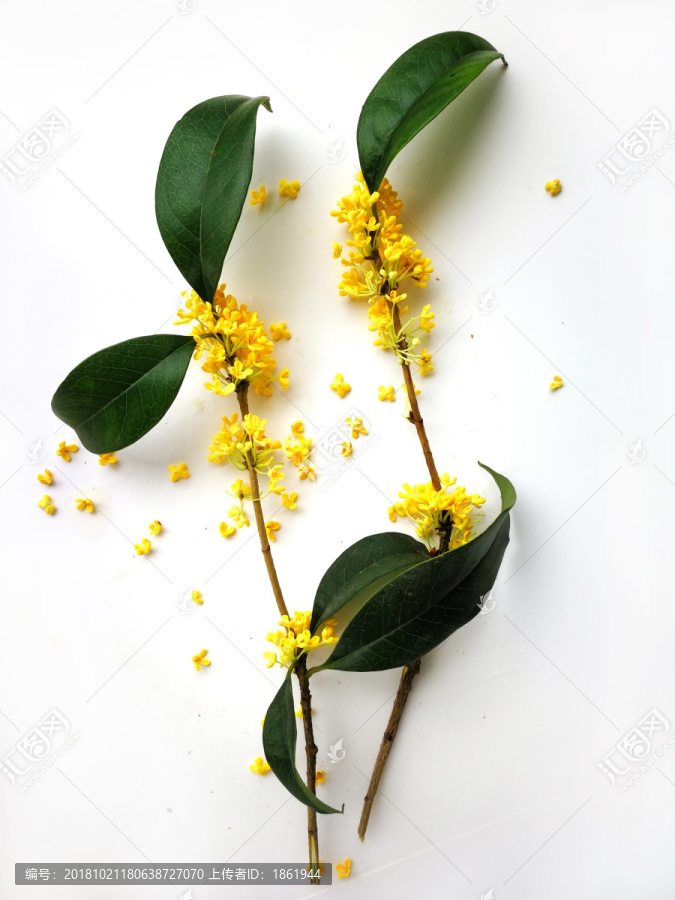 桂花16