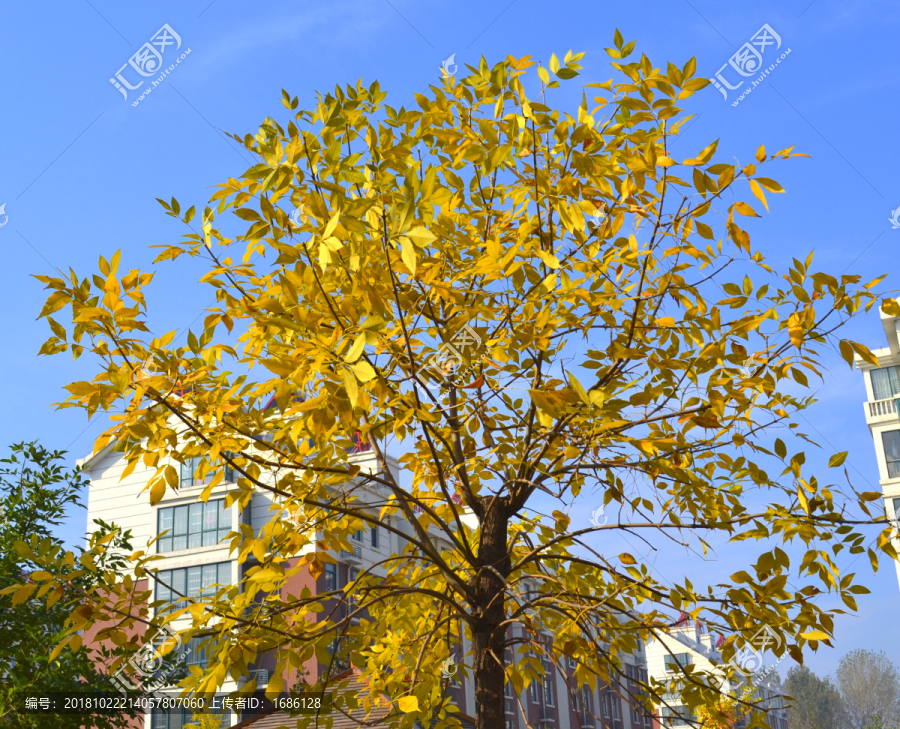 金黄色的叶子树