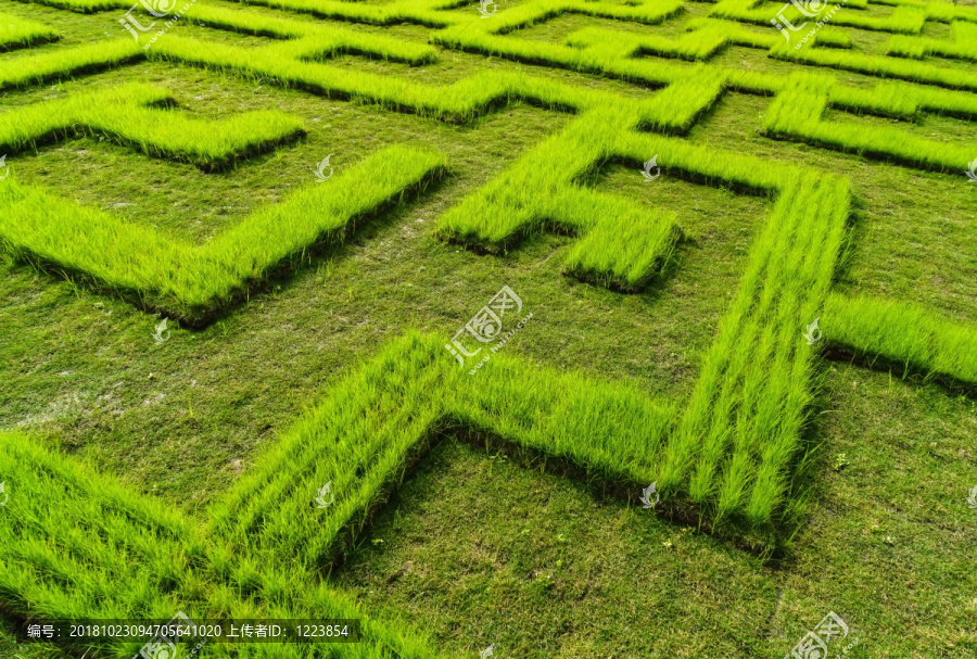 大地草坪几何图案