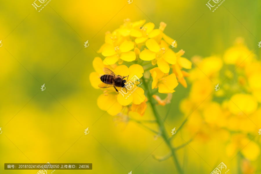 百色乐业油菜花微距