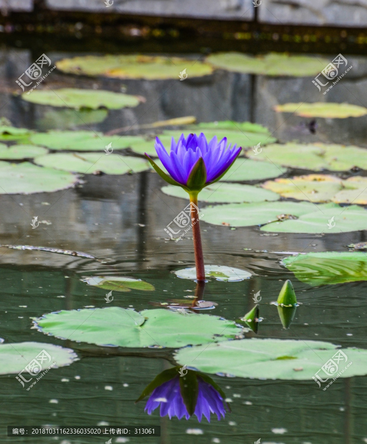 池塘中的莲花