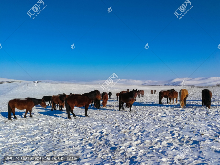 冬季草原上的马群