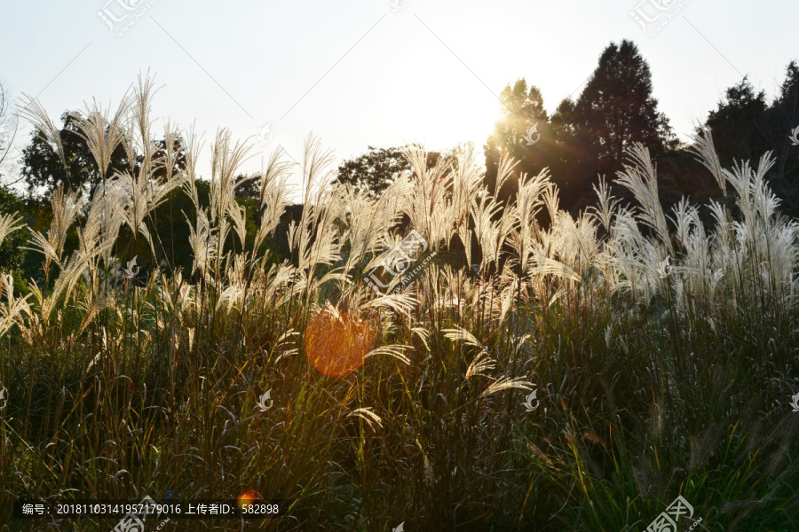 夕阳芦苇草丛