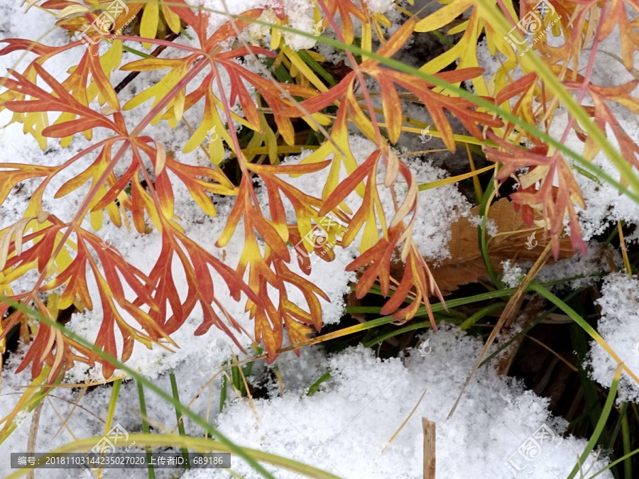 雪映红叶