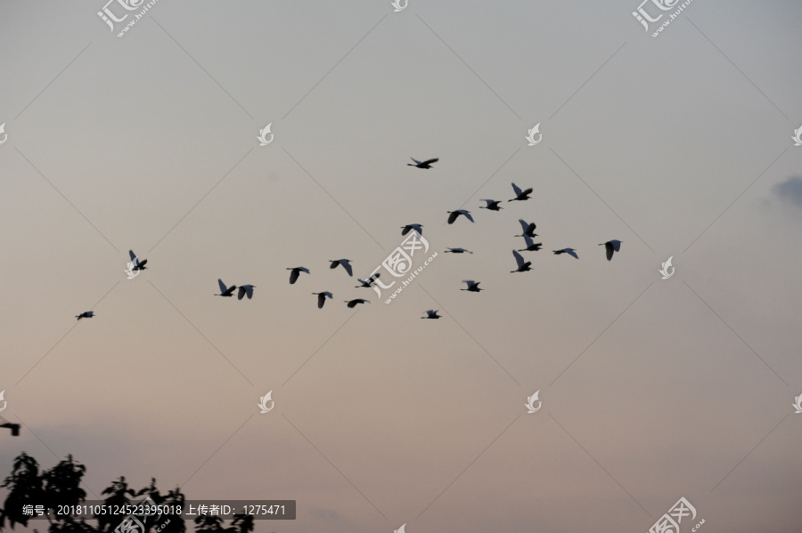 一群鸟在霞光中飞翔