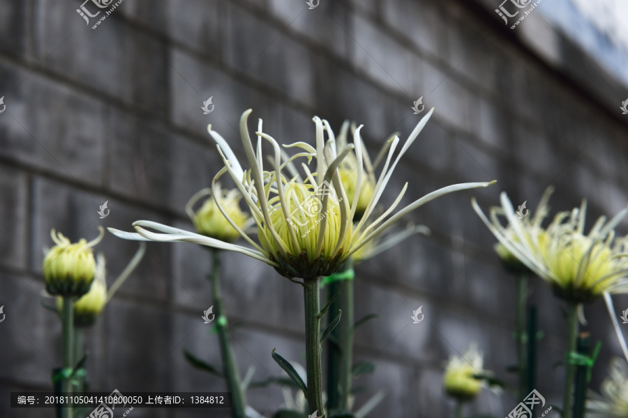 菊花展