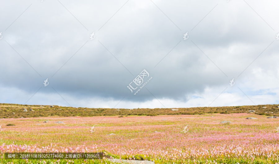 粉红色唯美花海