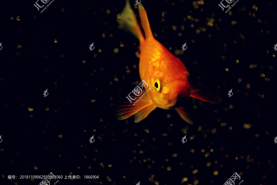 红色锦鲤鱼