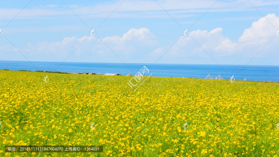 青海湖蓝天白云蔚蓝油菜花