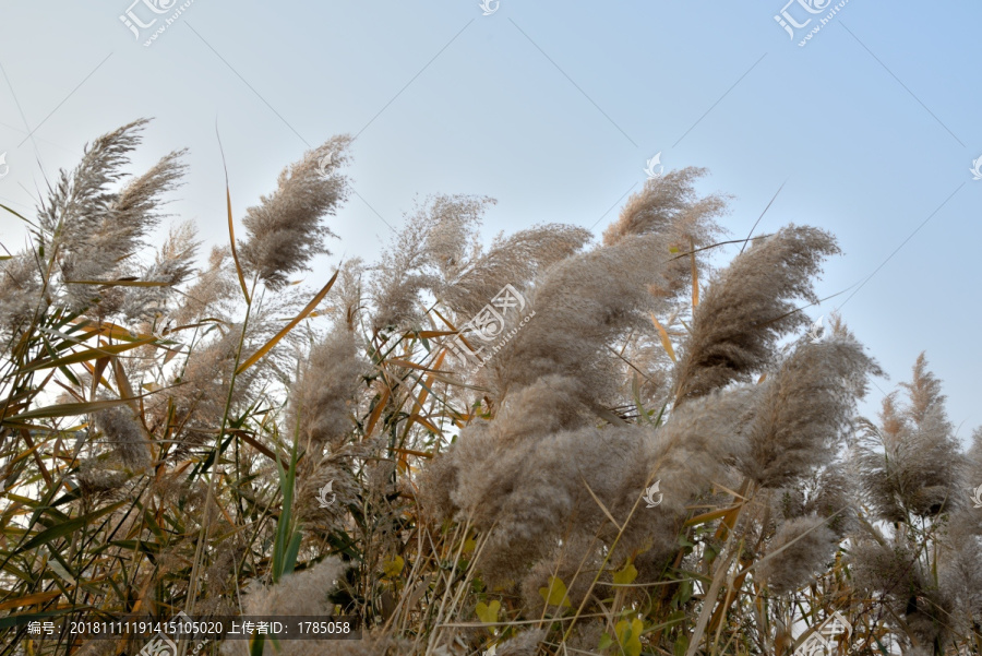 芦花