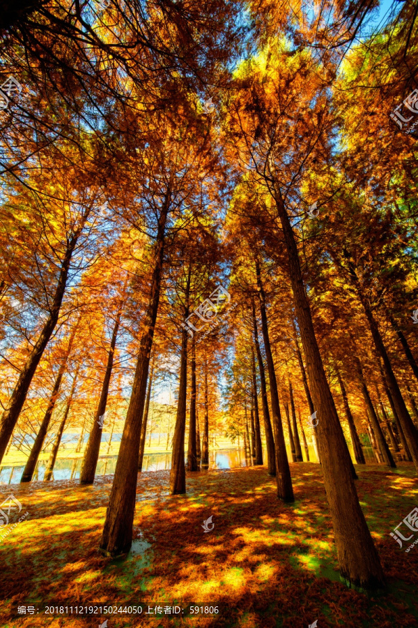 秋天光影斑驳的杉树林