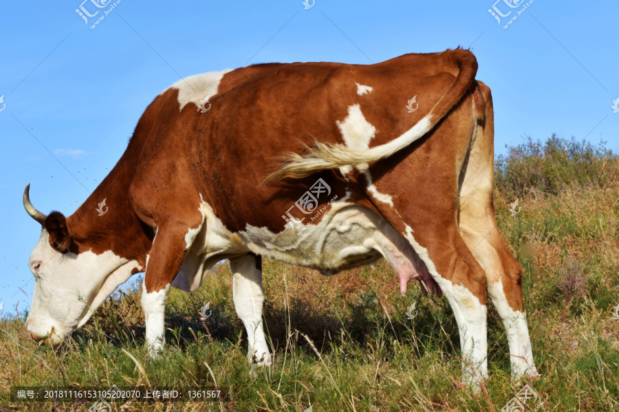 生态奶牛