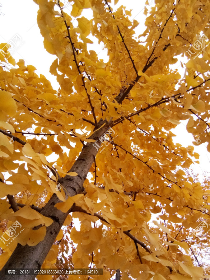 秋之银杏树